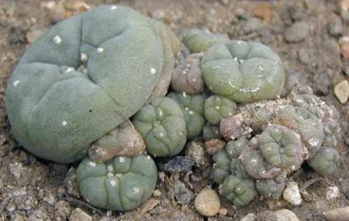 Lophophora_williamsii_3